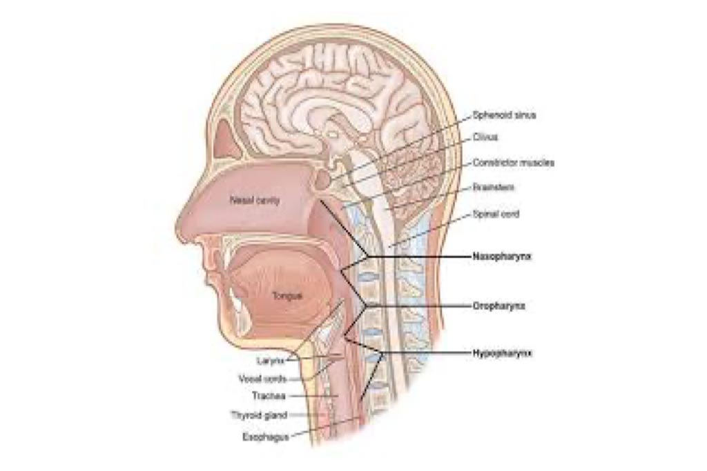 Head and Neck Surgery